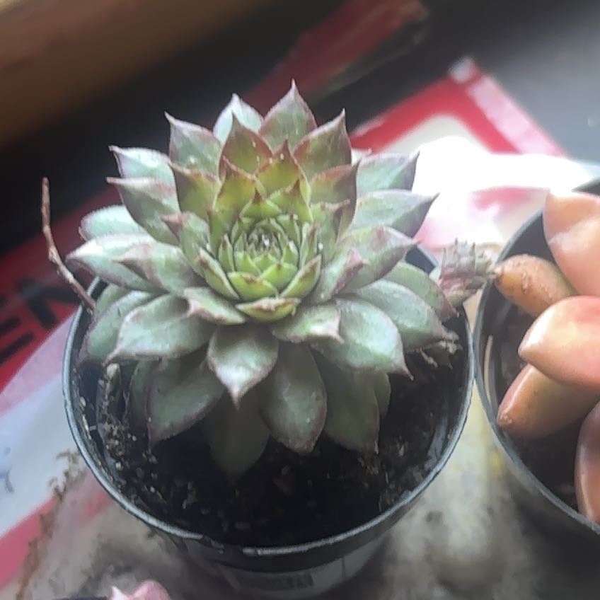 Photo of the plant species Sempervivum 'Red Heart' by @ActualDogrose named Delilah on Greg, the plant care app