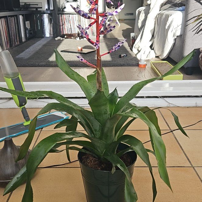 Photo of the plant species Blue Rain Bromeliad by @MoneyedDuranta named Fimshy on Greg, the plant care app