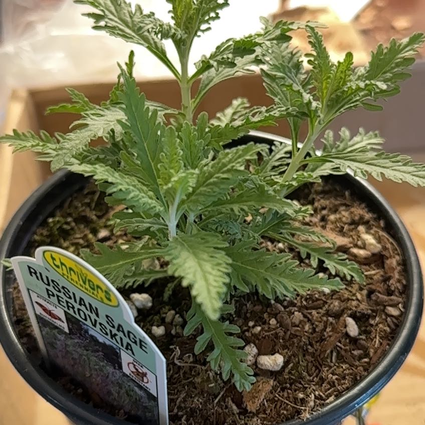 Photo of the plant species Perovskia atriplicifolia by @GeniusHawthorn named Svetlana on Greg, the plant care app