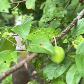 Photo of the plant species Cherry Plum by @GeniusHawthorn named Harmony on Greg, the plant care app