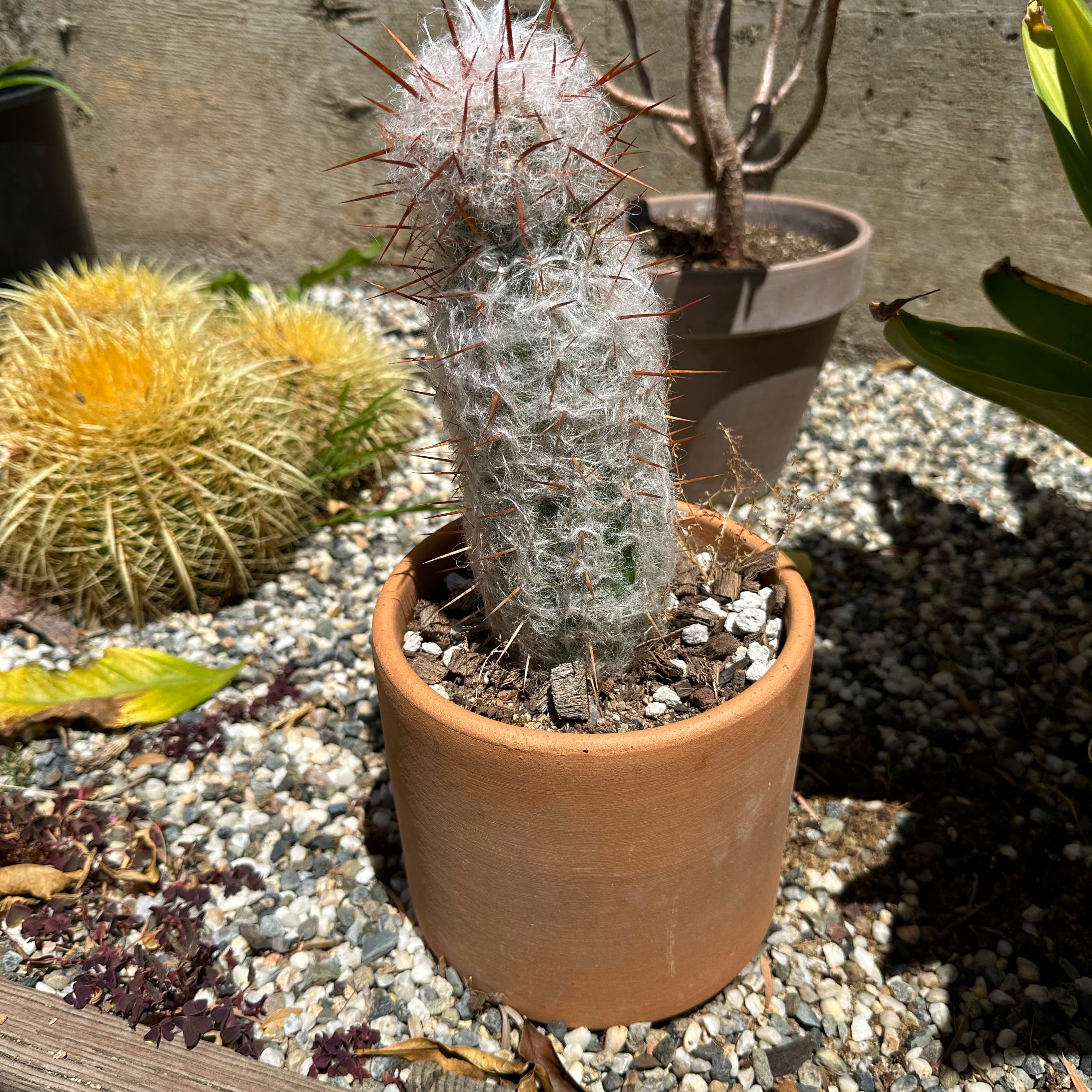 Photo of the plant species Old Man of the Andes by @HighHardbeech named Hamilton on Greg, the plant care app