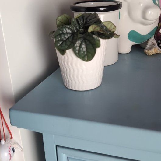 Photo of the plant species Peperomia Greyhound by @byebyejulie named Stella on Greg, the plant care app