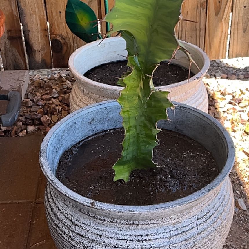 Photo of the plant species Cow's Horn Plant by @LeadSeadragon named Hamilton on Greg, the plant care app