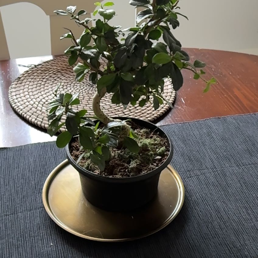 Photo of the plant species Azalea Bonsai by @MightyBalsamfir named Queen on Greg, the plant care app