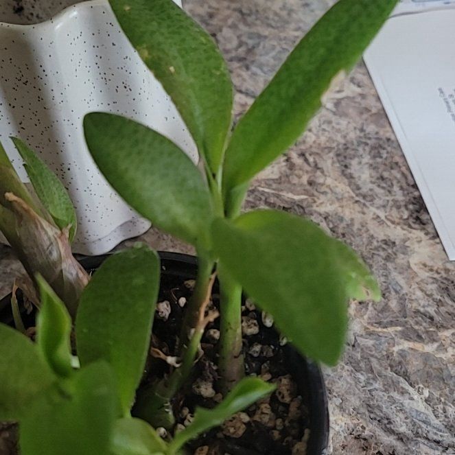 Photo of the plant species Frog plant by @AproposWingfern named Tolkien on Greg, the plant care app