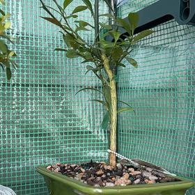 Photo of the plant species Kinzu Orange by @QuirkyBaibua named Morgan Treeman on Greg, the plant care app