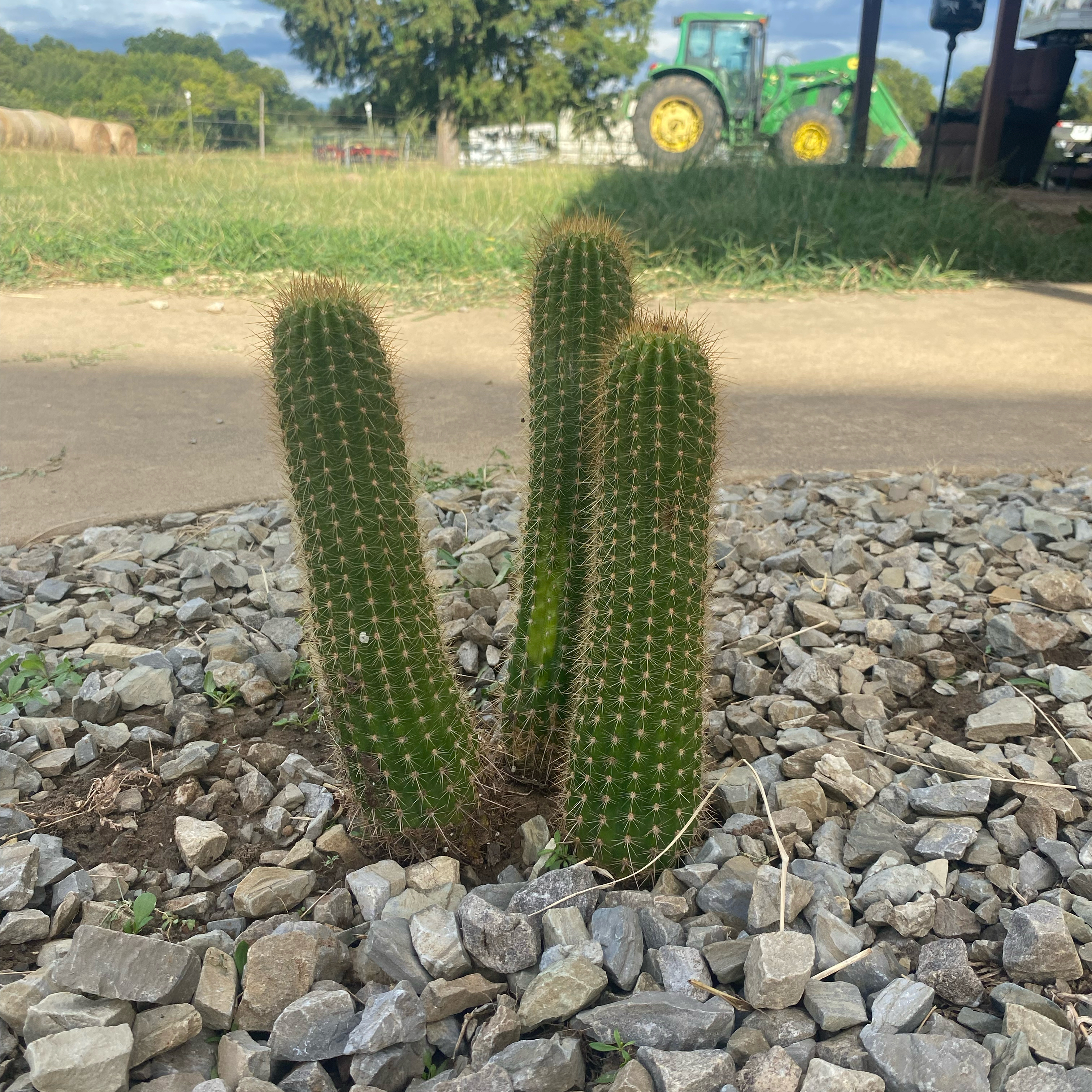 Photo of the plant species Trumpet Cactus Flower by @Ali_cactus named Billy Joe Bob Jr. Ross on Greg, the plant care app