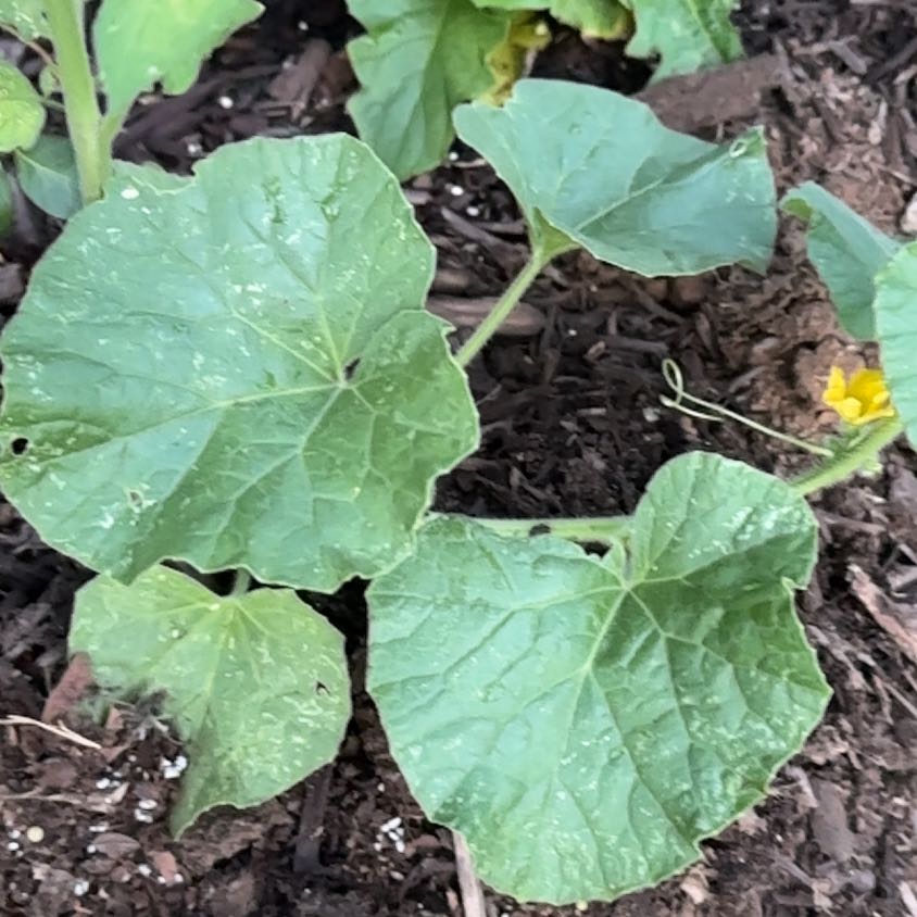 Photo of the plant species Melon by @ZippyWhiterose named Luna on Greg, the plant care app