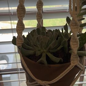 Photo of the plant species Echeveria 'Arabella' by @ExaltedPegaropa named Barbra on Greg, the plant care app
