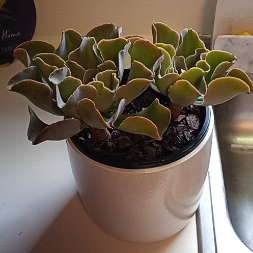 Photo of the plant species Echeveria 'Violacina' by @VipRambutan39 named Victor & Vector on Greg, the plant care app