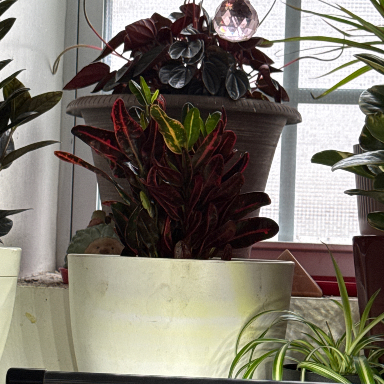 Photo of the plant species Luna Batik Croton by @Cacholita82 named Fernie Saunders on Greg, the plant care app