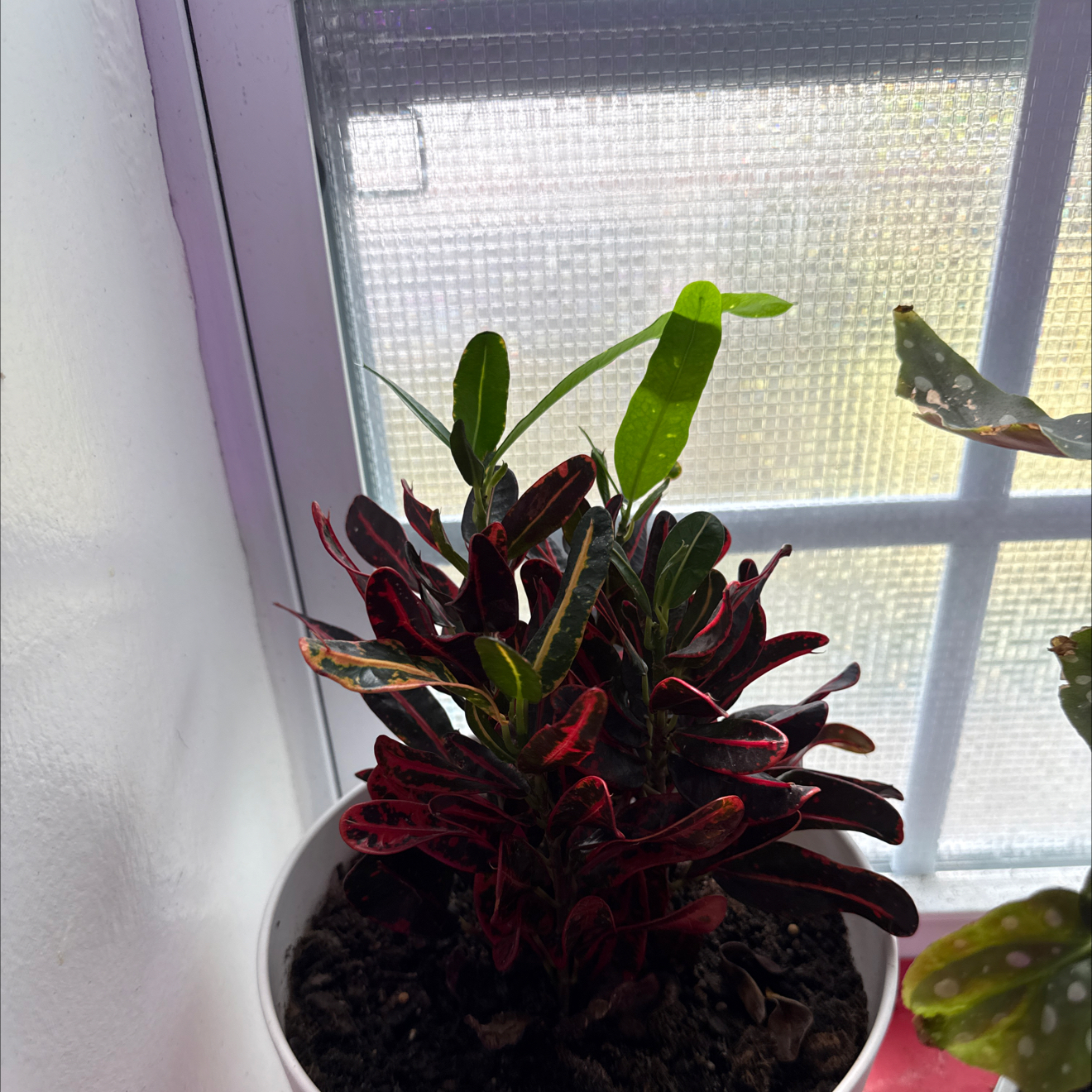 Photo of the plant species Luna Batik Croton by @Cacholita82 named Fernie Saunders on Greg, the plant care app