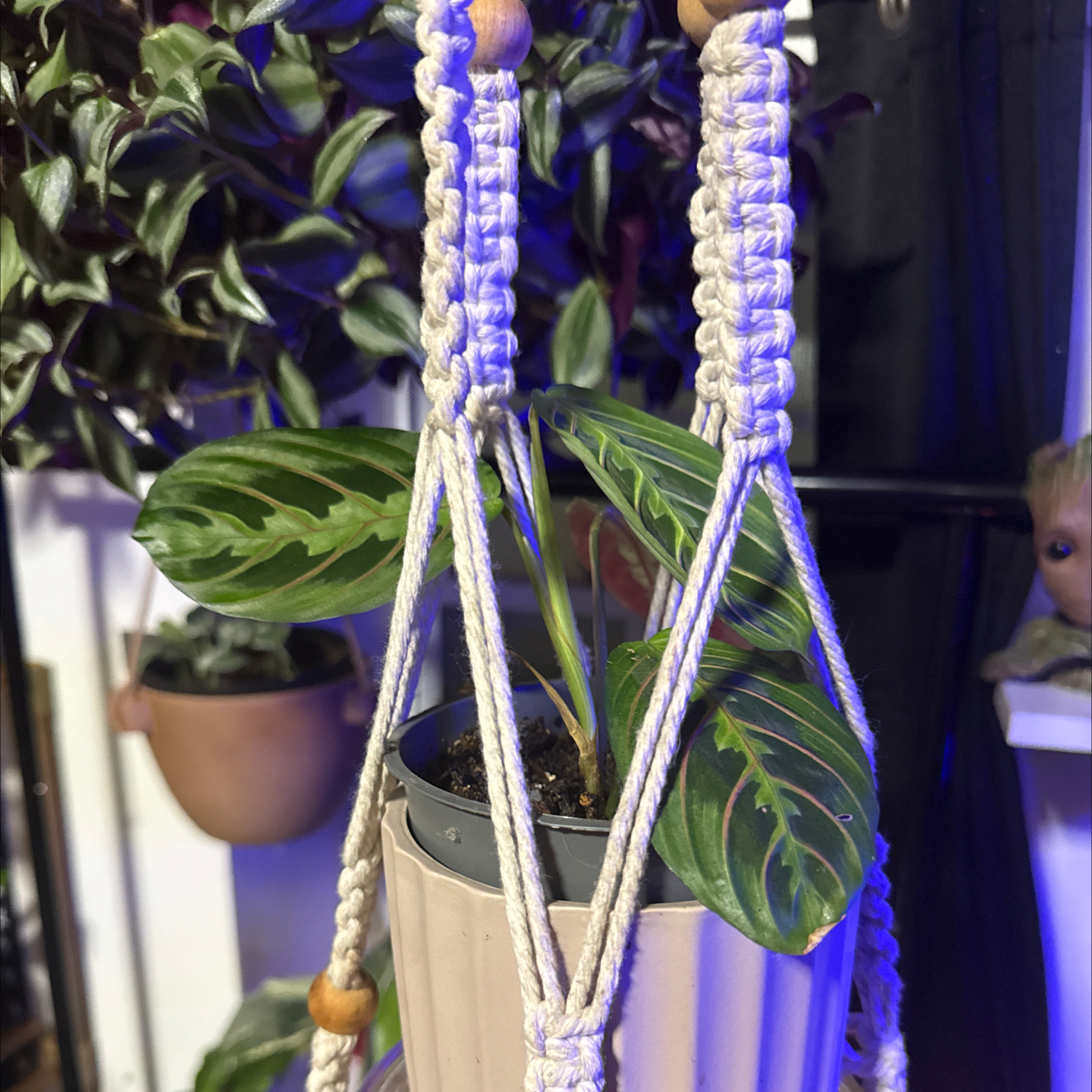 Photo of the plant species Prayer Plant by @Cacholita82 named Beckham on Greg, the plant care app