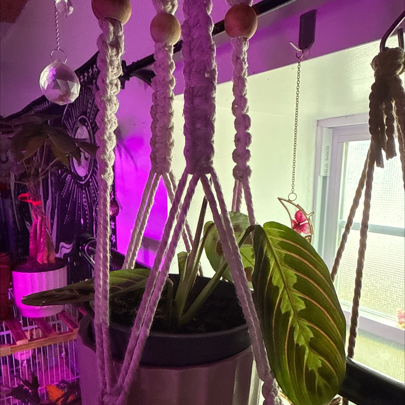 Photo of the plant species Prayer Plant by @Cacholita82 named Beckham on Greg, the plant care app