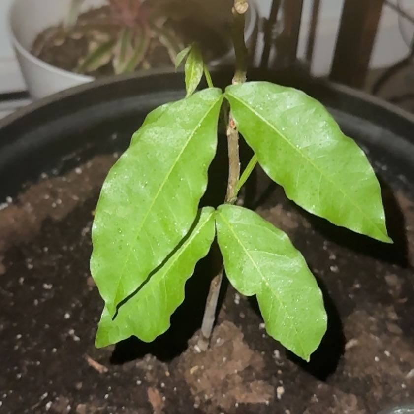 Photo of the plant species Quenepa by @Cacholita82 named Sproutacus on Greg, the plant care app