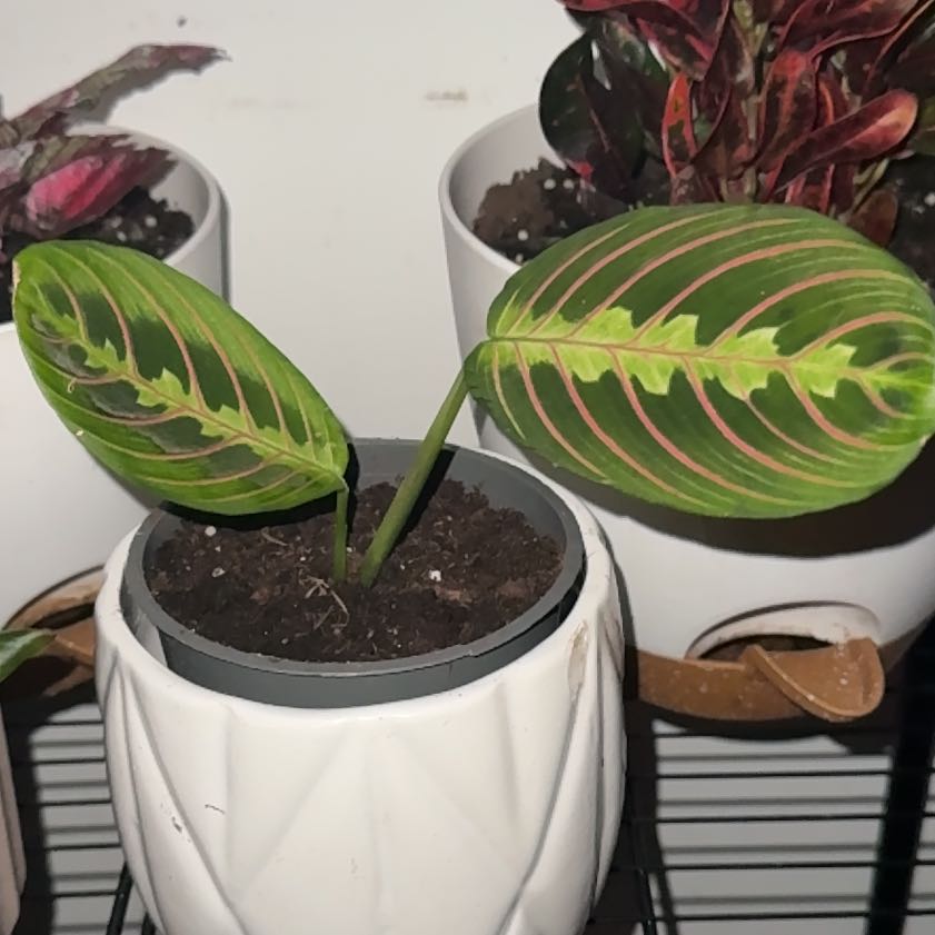 Photo of the plant species Prayer Plant by @Cacholita82 named Beckham on Greg, the plant care app