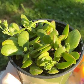 Photo of the plant species Crassula Platyphylla by @KnightMazeplant named Ronaldo on Greg, the plant care app
