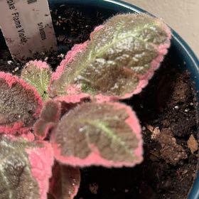 Photo of the plant species Flame Violet by @Gtspeed2007 named Darwin on Greg, the plant care app