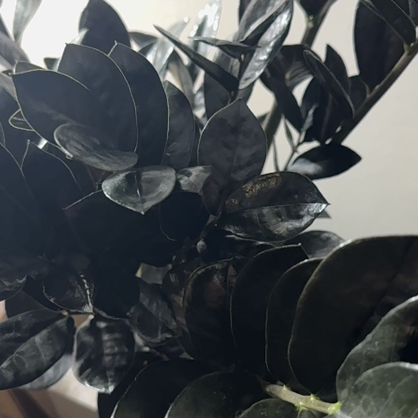 Image of a healthy Raven ZZ Plant with dark, glossy leaves.
