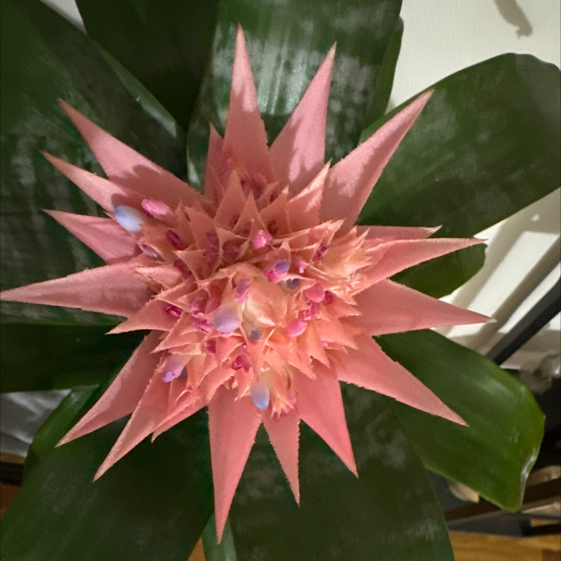 Urn Plant with a prominent pink flower and healthy green leaves.