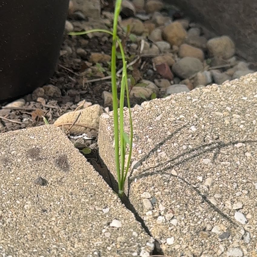 Photo of the plant species Nodding Onion by @RadGingerroot named Miley on Greg, the plant care app
