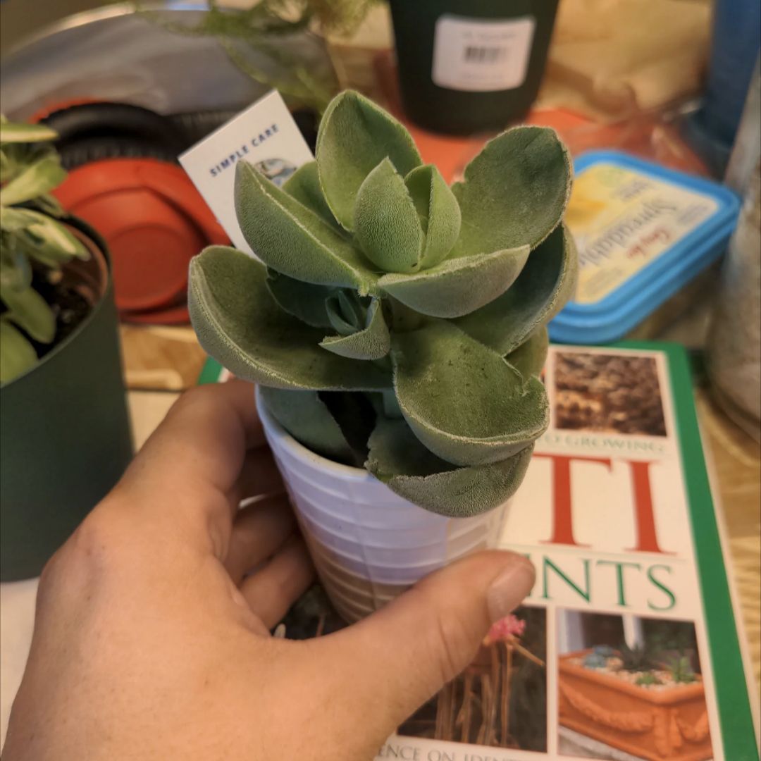 Photo of the plant species Taylor's Parches by @EmergingBonsai named Leaf Erickson on Greg, the plant care app