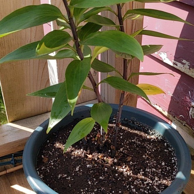 Photo of the plant species Upright Perennial by @EmergingBonsai named Bella on Greg, the plant care app