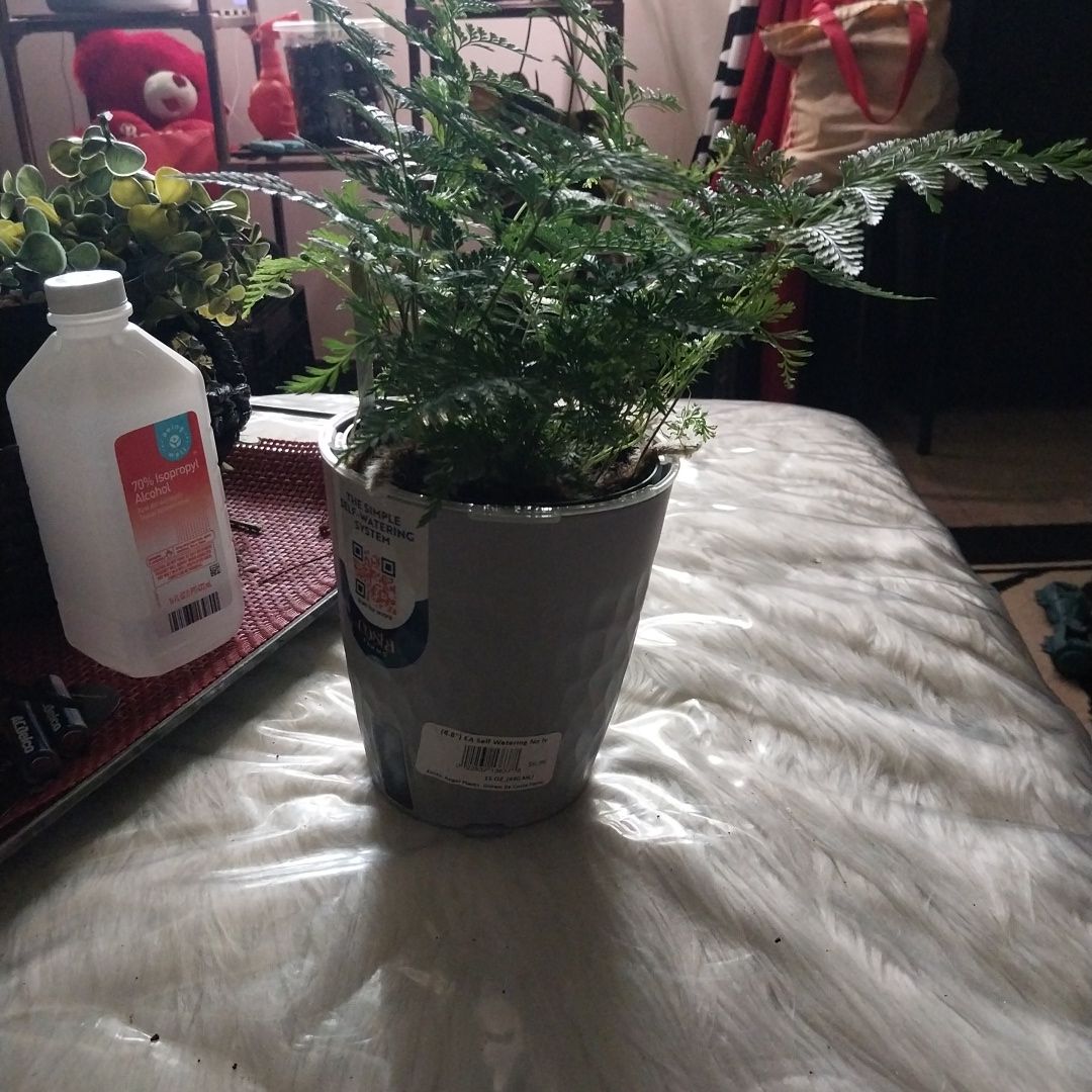 Photo of the plant species Black Rabbit Foot Fern by @HipDavisbegonia named Denali on Greg, the plant care app