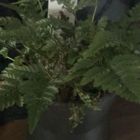Photo of the plant species Leathery Polypody by @SturdySands named Kate Blanchett on Greg, the plant care app