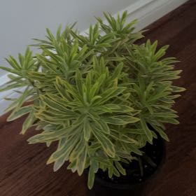 Photo of the plant species Martin's Spurge by @SilkenCorndaisy named Bigleef Smalls on Greg, the plant care app