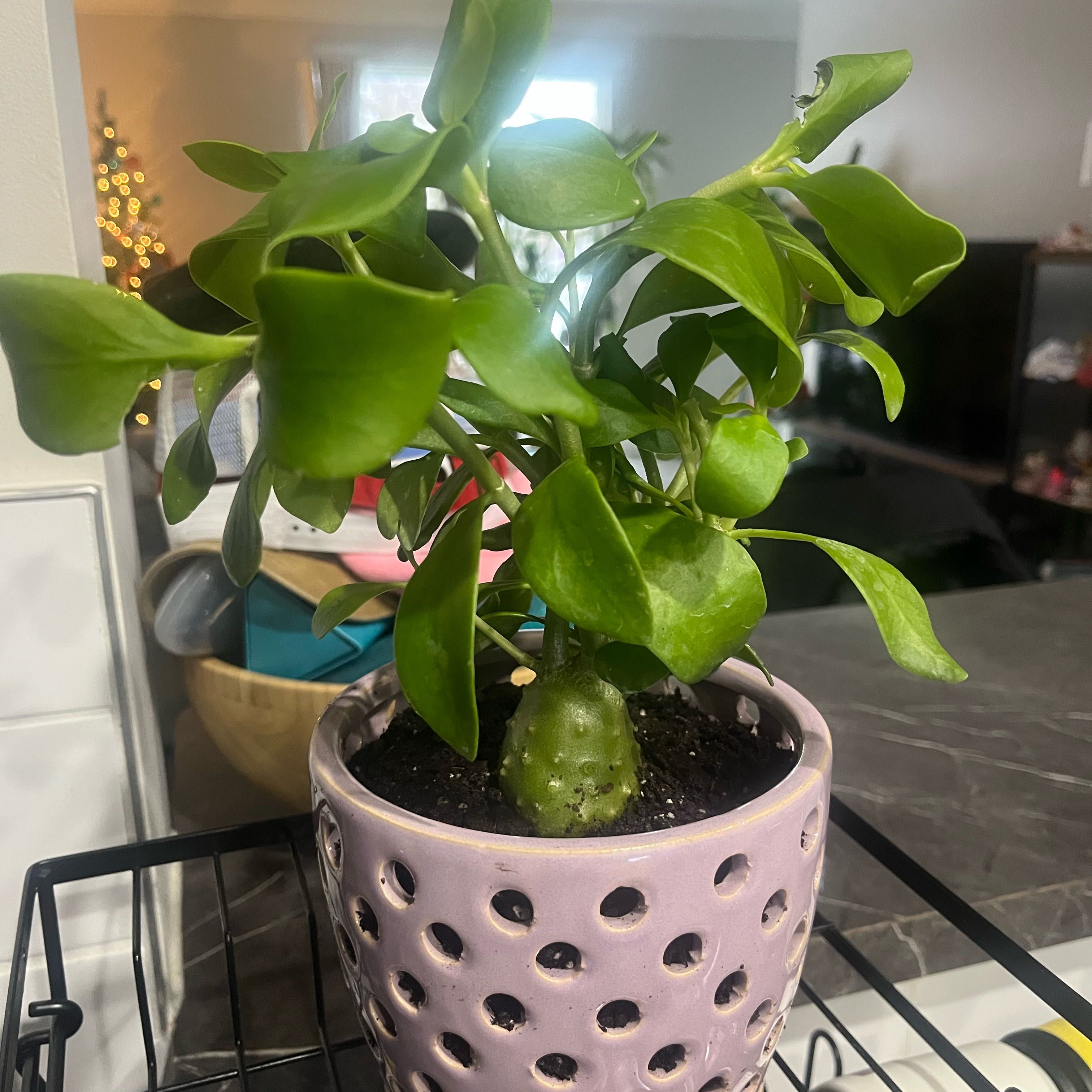 Photo of the plant species Ant plant by @SolidMizuna named Tupot amaroot on Greg, the plant care app