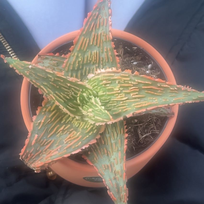 Photo of the plant species Aloe 'Firecracker' by @SolidMizuna named Winston on Greg, the plant care app