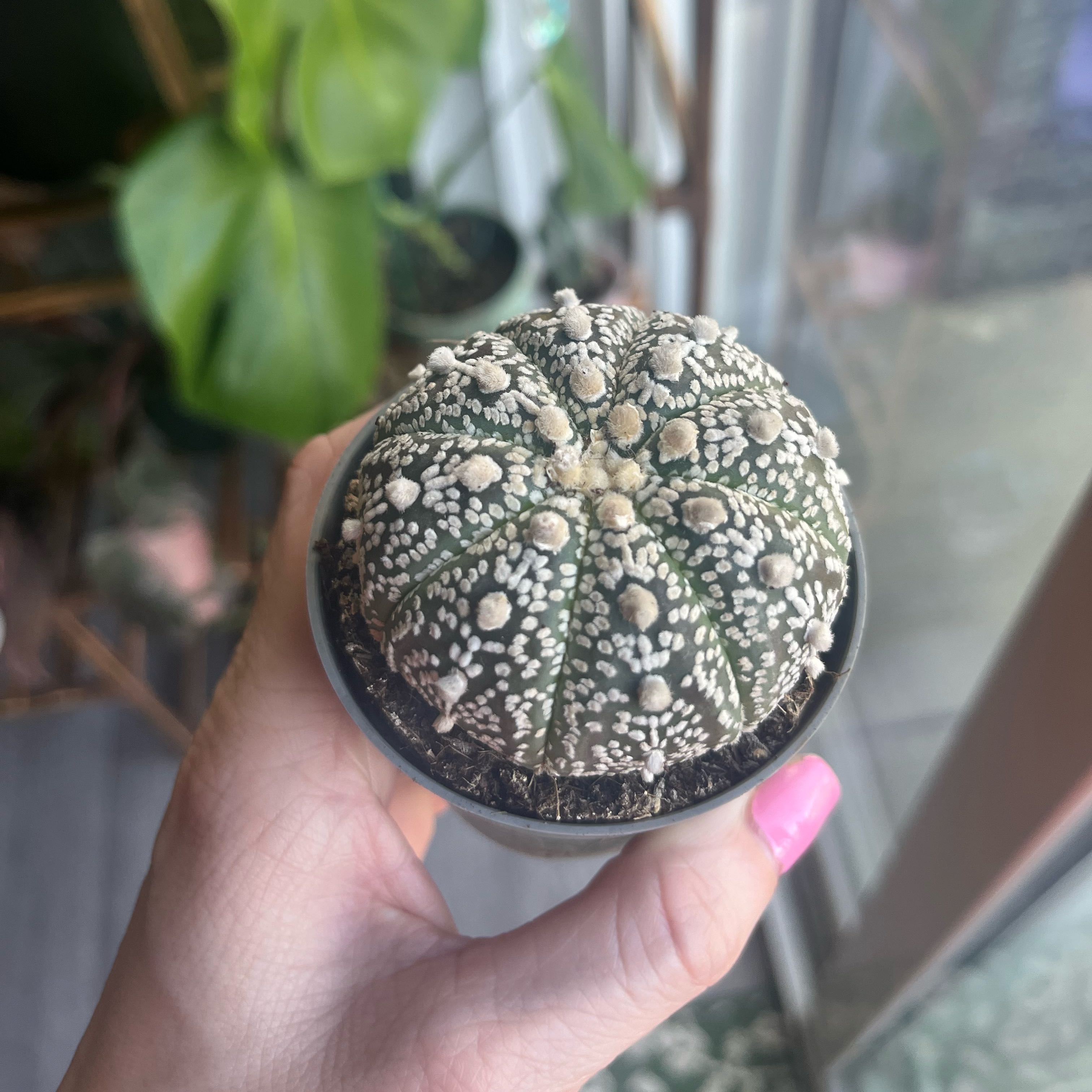Photo of the plant species Sand Dollar Cactus by @SolidMizuna named Sand on Greg, the plant care app