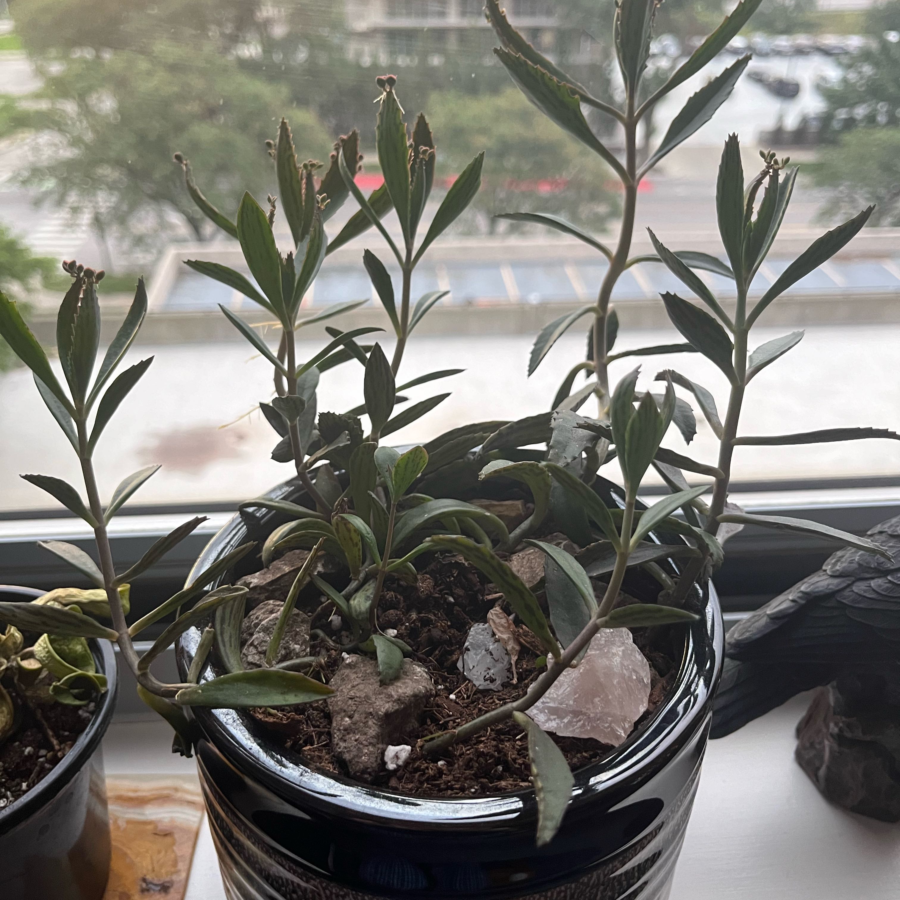Photo of the plant species magic tower by @JesterSwordbean named da Vinci on Greg, the plant care app