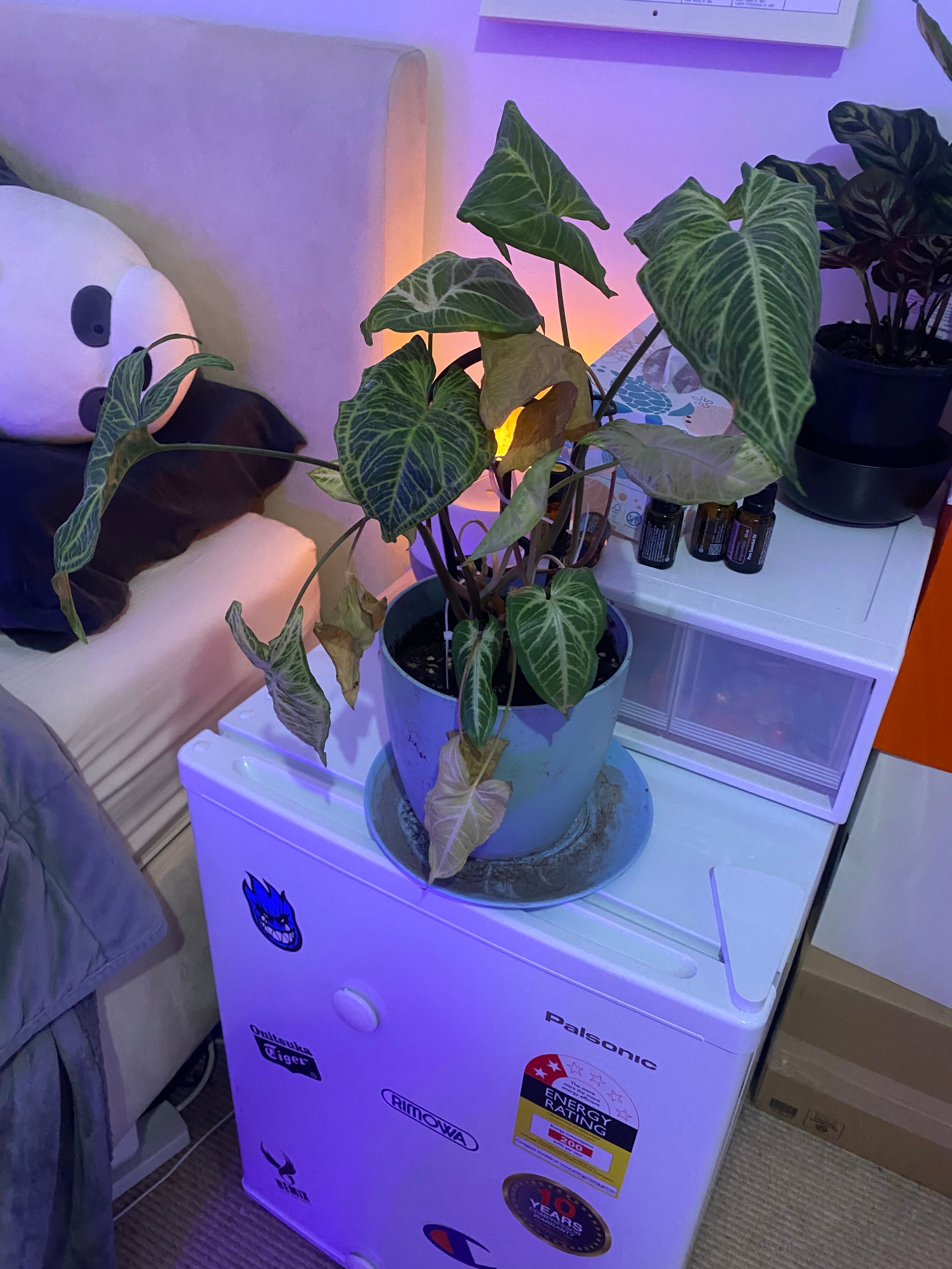 Matcha A plant by Leafylife on Greg