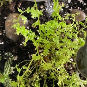 Photo of the plant species Jersey Fern by @TryMakura94 named Luna on Greg, the plant care app