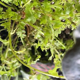Photo of the plant species American Parsley Fern by @TryMakura94 named Miley on Greg, the plant care app