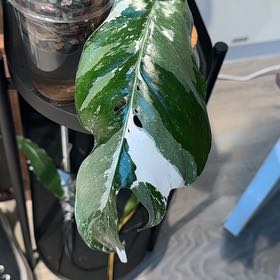 Photo of the plant species Epi Albo by @WordsmithWasabi named Rosa on Greg, the plant care app