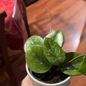 Photo of the plant species Speckled Hoya by @WordsmithWasabi named Foxxy on Greg, the plant care app