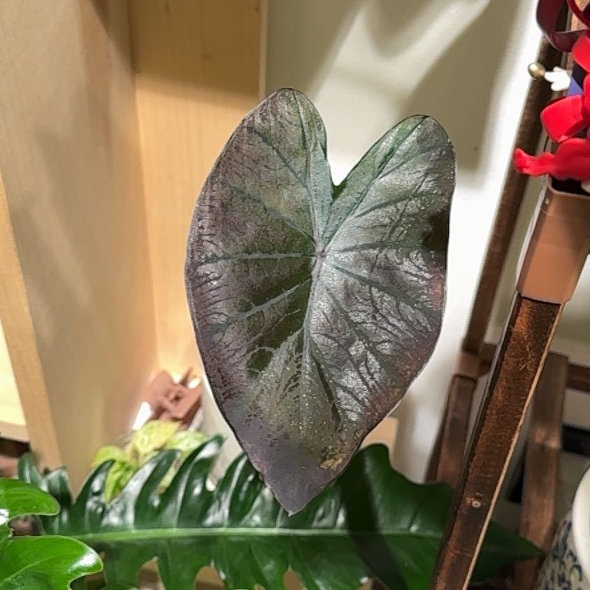 Photo of the plant species Elephant Ear by @WordsmithWasabi named Surya on Greg, the plant care app