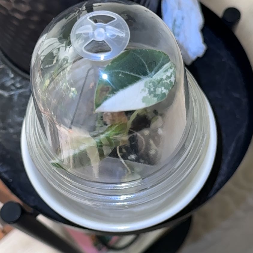 Photo of the plant species Alocasia Black Velvet Pink Variegated by @WordsmithWasabi named Miley on Greg, the plant care app