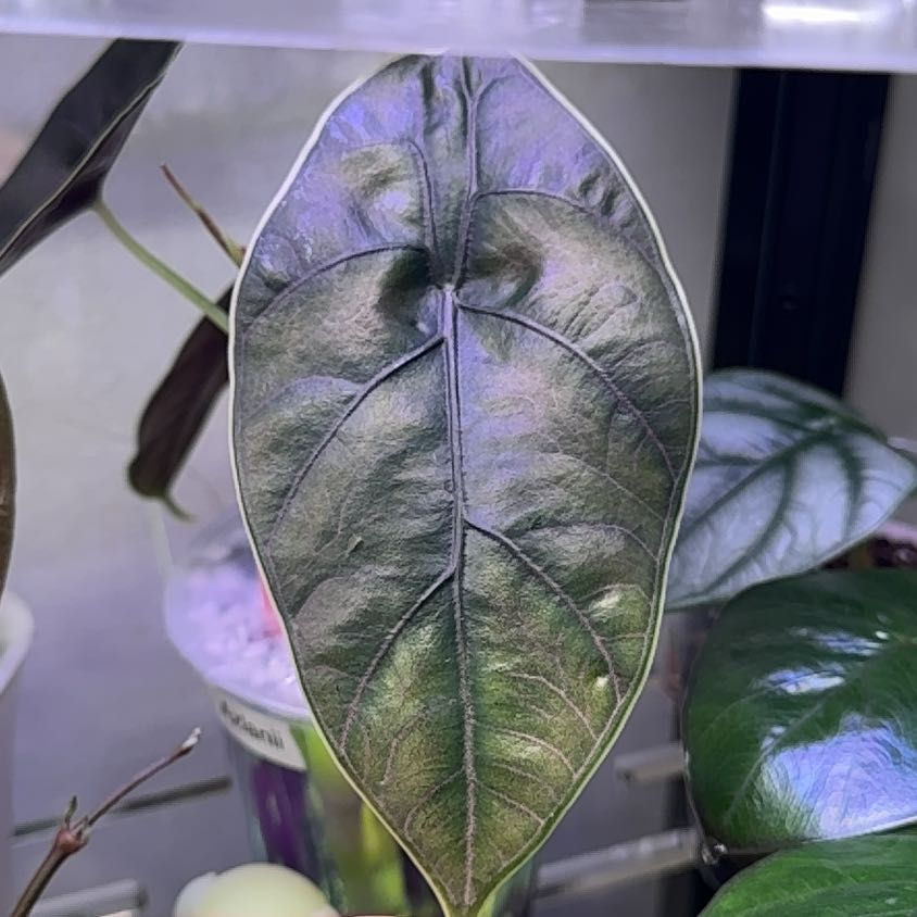 Photo of the plant species Alocasia Azlanii by @WordsmithWasabi named Coco on Greg, the plant care app