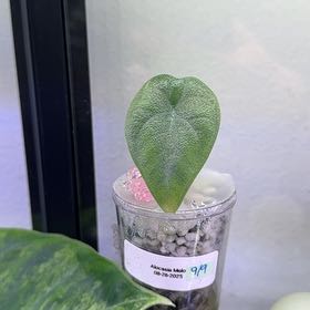 Photo of the plant species Alocasia 'Rugosa' by @WordsmithWasabi named Bieber on Greg, the plant care app