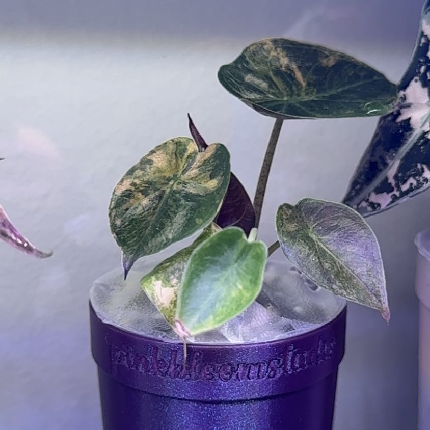 Photo of the plant species Alocasia Wentii Sunset by @WordsmithWasabi named Girlfrond on Greg, the plant care app