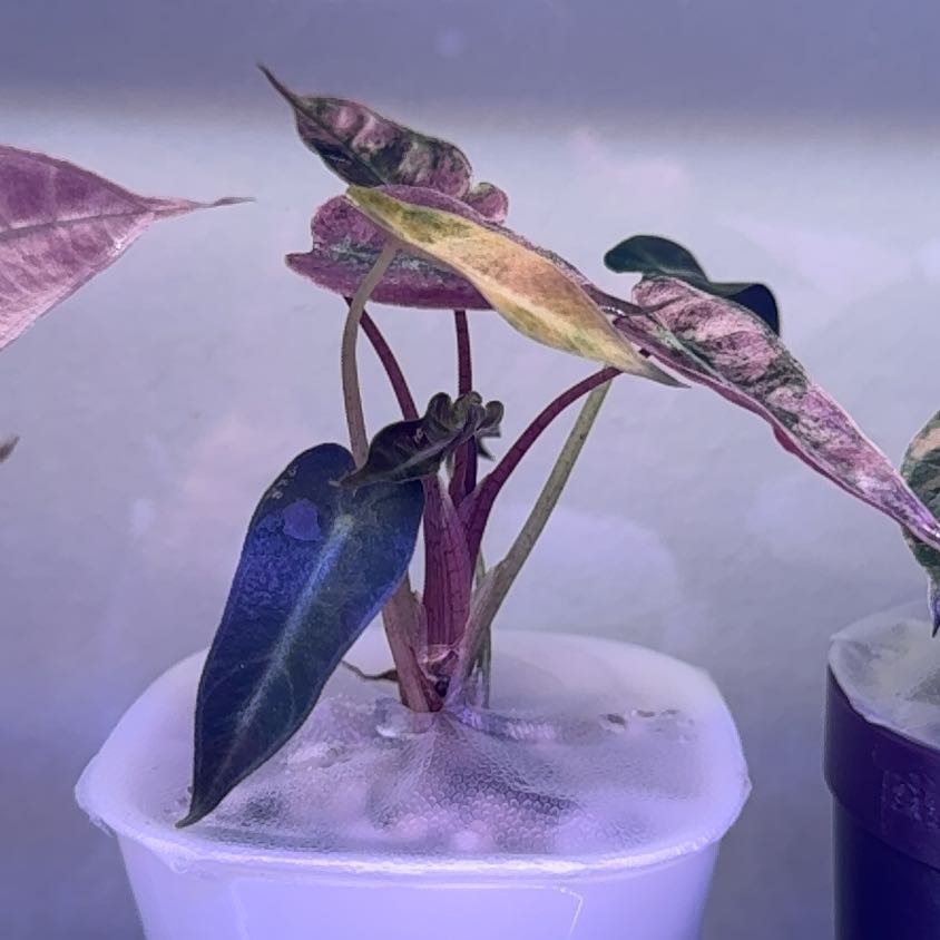 Photo of the plant species Alocasia Pink Bambino by @WordsmithWasabi named Muhammad Ali on Greg, the plant care app
