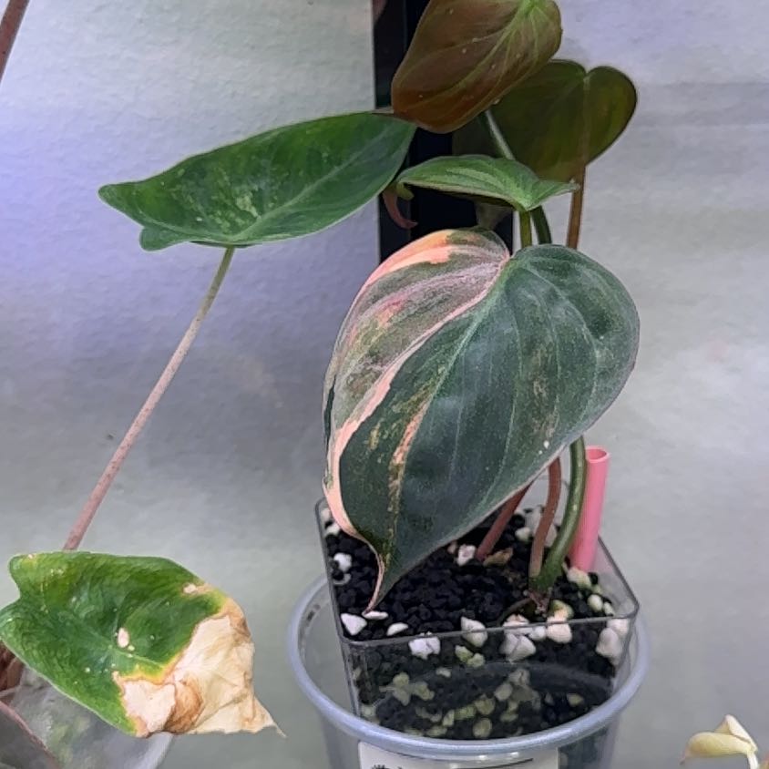 Photo of the plant species Variegated Philodendron Micans by @WordsmithWasabi named Sir Plancelot on Greg, the plant care app