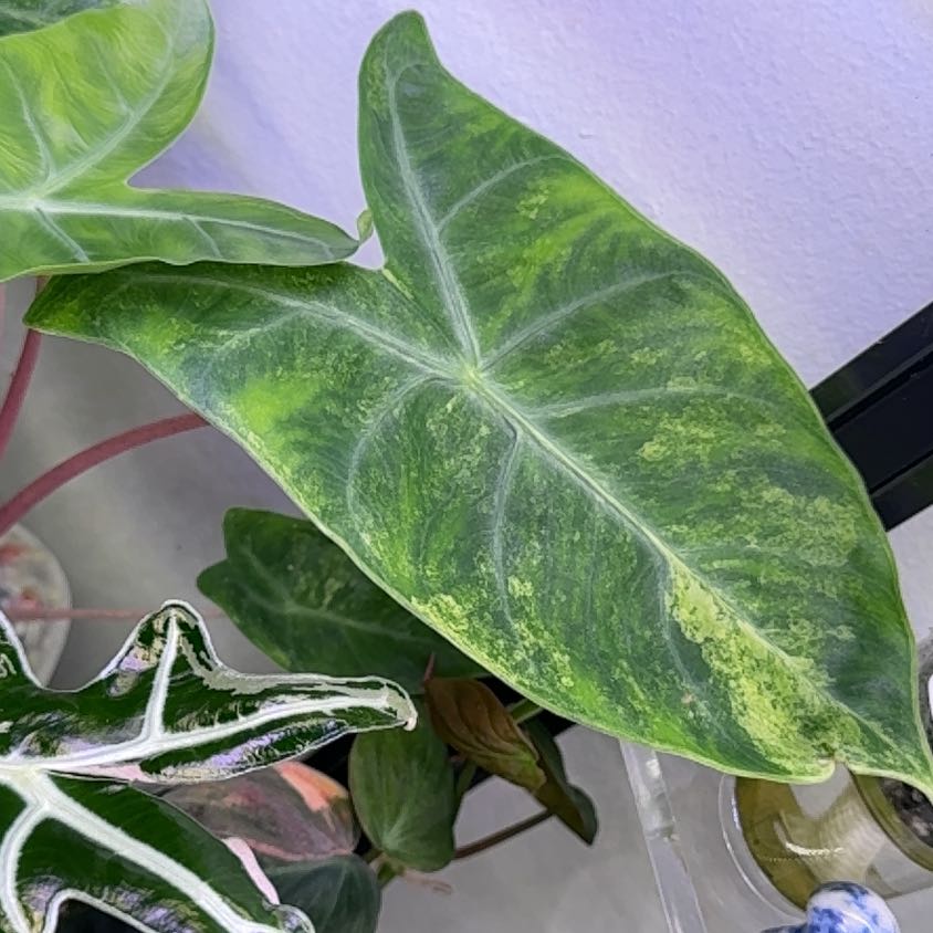 Photo of the plant species Alocasia Pink Dragon Variegated by @WordsmithWasabi named Marley on Greg, the plant care app
