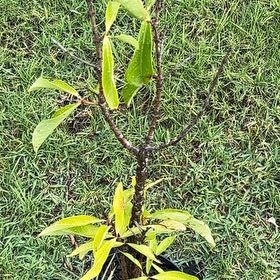 Photo of the plant species Malaysian Apple by @YokePurplesage named Stella on Greg, the plant care app