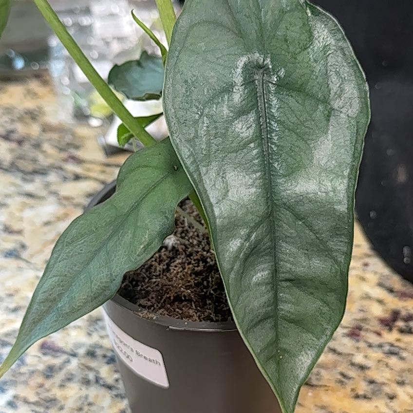 Photo of the plant species Alocasia dragons breath by @Yerduaa33 named Sage on Greg, the plant care app