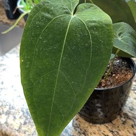 Photo of the plant species Anthurium magnificum by @Yerduaa33 named Surya on Greg, the plant care app